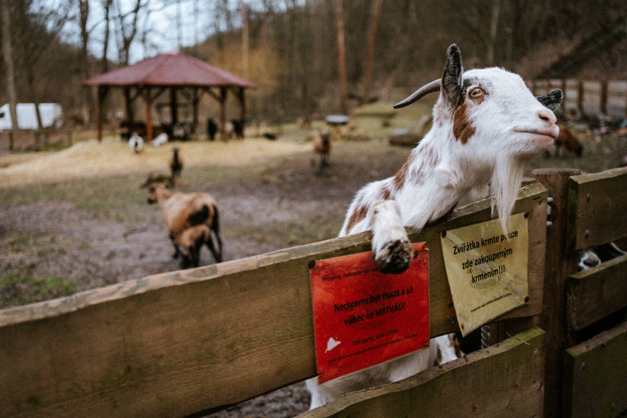 Kozy v Černodolském mlýně